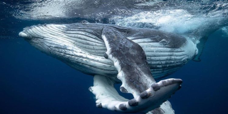 Comment se nomme Les dents de la baleine ?
