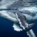 Comment se nomme Les dents de la baleine ?