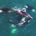 Quelle est la proie favorite de la baleine bleue ?