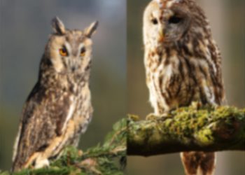 Où sont les oreilles des chouettes ?