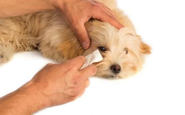 Comment soigner les yeux d'un chien ?
