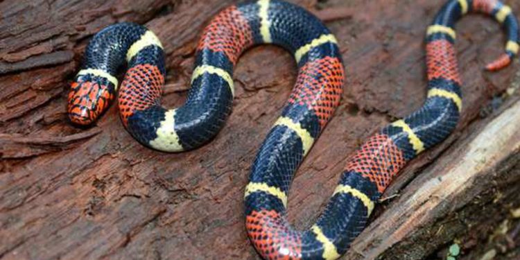 Est-ce que le python a du venin ?