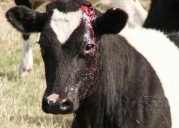 Qui ont des cornes ?