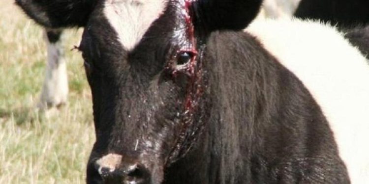 Qui ont des cornes ?