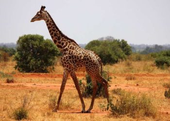 Est-ce que la girafe est un animal sauvage ?