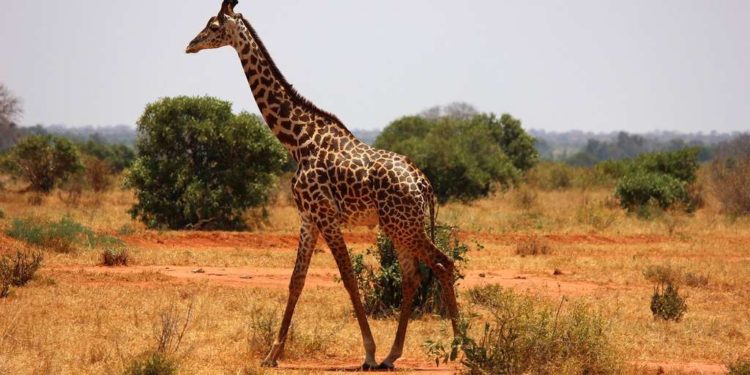 Est-ce que la girafe est un animal sauvage ?