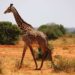 Est-ce que la girafe est un animal sauvage ?