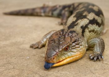 Quelle espèce animale a parfois la langue bleue ?