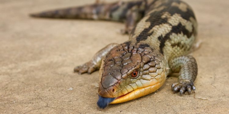 Quelle espèce animale a parfois la langue bleue ?