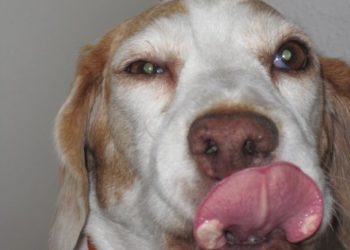 Pourquoi mon chien a une tâche noir sur la langue ?