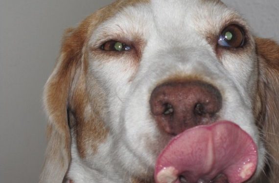 Pourquoi mon chien a une tâche noir sur la langue ?