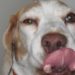 Pourquoi mon chien a une tâche noir sur la langue ?