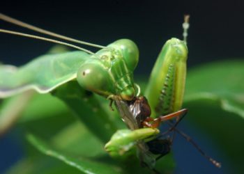 Pourquoi la mante religieuse ne mange pas ?