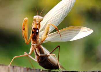 Comment meurt la mante religieuse ?