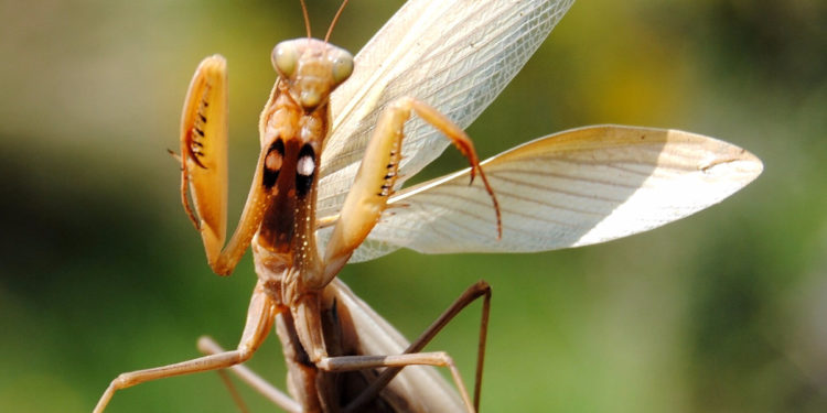 Comment meurt la mante religieuse ?