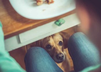 Est-ce que mon chien peut manger des carottes ?