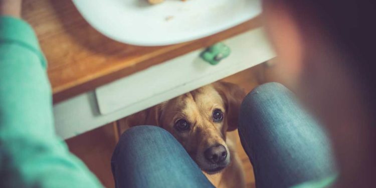 Est-ce que mon chien peut manger des carottes ?
