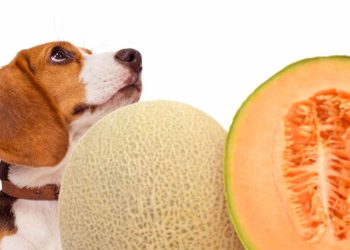 Est-ce qu'un chien peut manger du melon d'eau ?