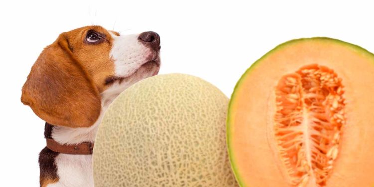 Est-ce qu'un chien peut manger du melon d'eau ?