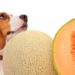 Est-ce qu'un chien peut manger du melon d'eau ?