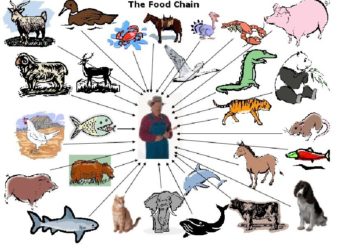 Pourquoi l'homme est omnivore ?