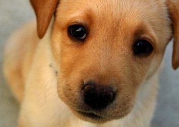 Quel maladie peut avoir un chien ?