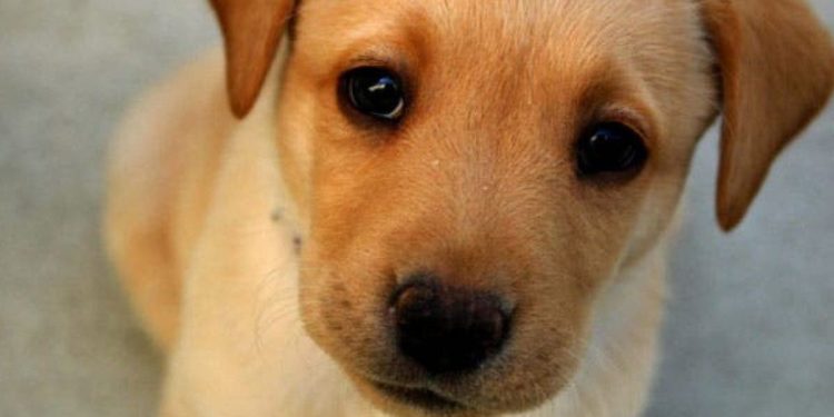 Quel maladie peut avoir un chien ?