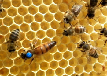 Comment se reproduit la reine des abeilles ?