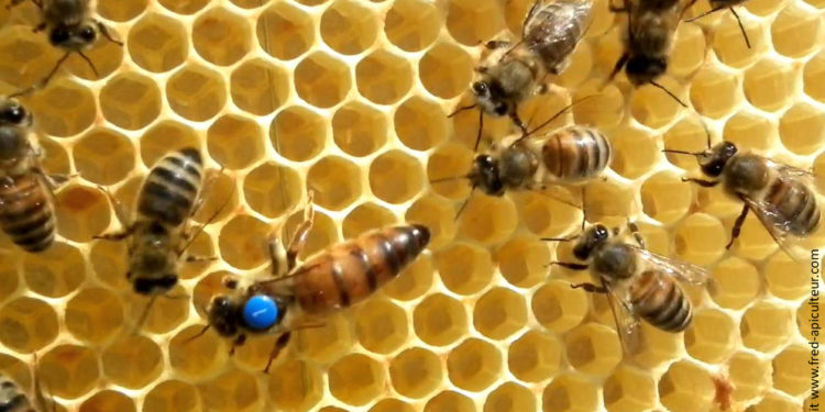 Comment se reproduit la reine des abeilles ?