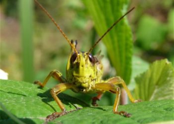 Est-ce que les sauterelles sont dangereuses ?