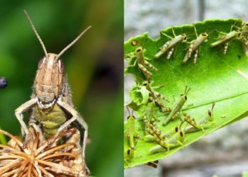 Est-ce que les sauterelles boivent de l'eau ?