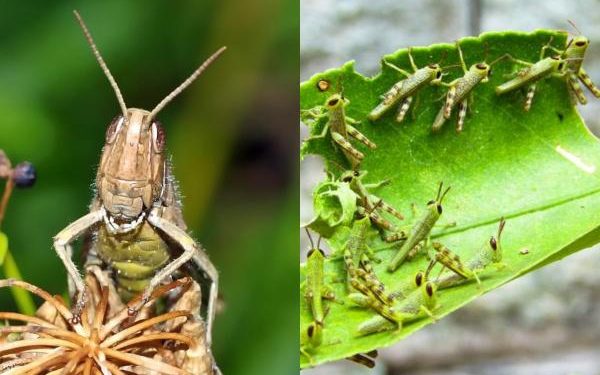 Est-ce que les sauterelles boivent de l'eau ?