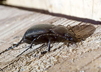 Comment se débarrasser des insectes de bois ?