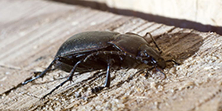 Comment se débarrasser des insectes de bois ?