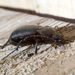 Comment se débarrasser des insectes de bois ?