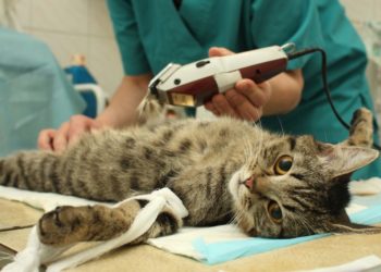 Quel est le prix d'une stérilisation pour un chat ?