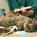 Quel est le prix d'une stérilisation pour un chat ?