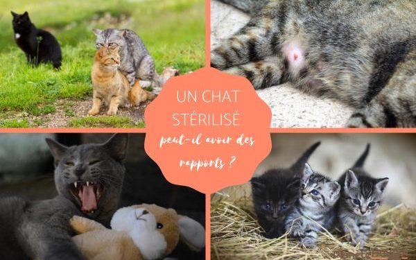 Est-ce que un chat stérilisé peut avoir des chaleurs ?