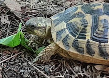 Quand grandit une tortue ?