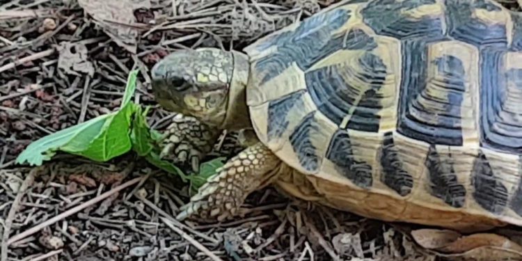 Quand grandit une tortue ?