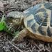 Quand grandit une tortue ?