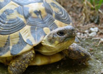 Comment décrire une tortue ?