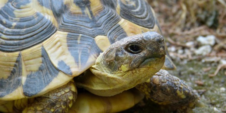Comment décrire une tortue ?
