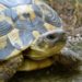 Comment décrire une tortue ?