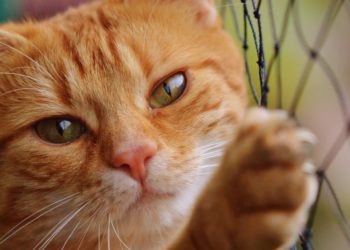 Pourquoi mon chat est moche ?