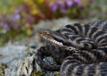 Où pondent les vipères ?