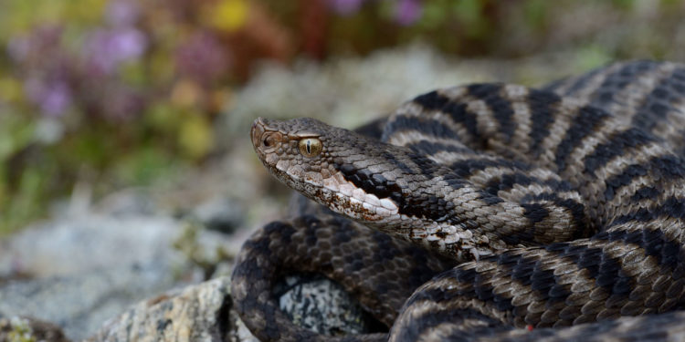 Où pondent les vipères ?