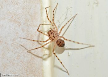 Comment s'occuper d'une petite araignée ?