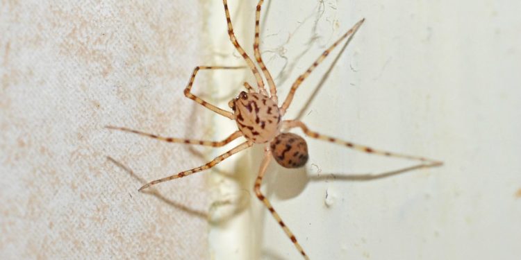 Comment s'occuper d'une petite araignée ?