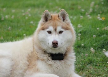 Où vit le chien husky ?